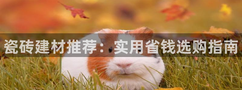 杏鑫平台注册入口在哪